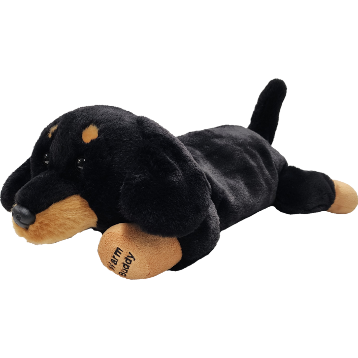 Dachshund