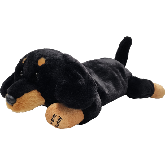 Dachshund